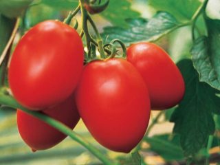 Pomodoro Benito F1: recensioni, foto, resa