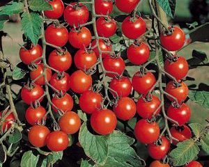 Tomatland delikatess