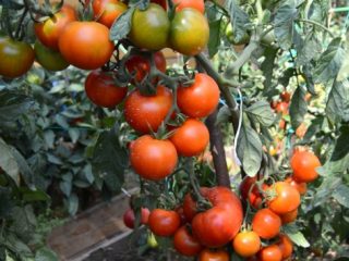 Tomato Far North: ciri dan keterangan mengenai pelbagai