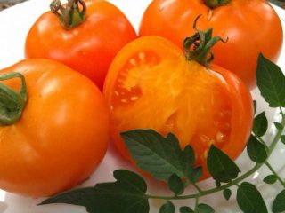 Tomato Orange Elephant: บทวิจารณ์ภาพถ่าย