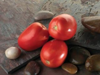 Tomato Diabolic F1: arvostelut + valokuvat