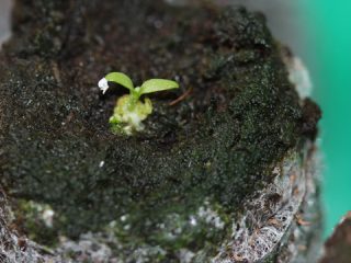 Eustomas stādu audzēšana no sēklām