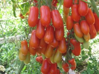 Tomato Flyashentomat: ulasan dengan foto, ciri
