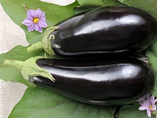 Aubergine Flodhest F1