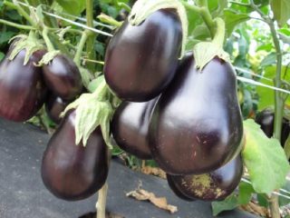 Aubergine nøddeknækker F1