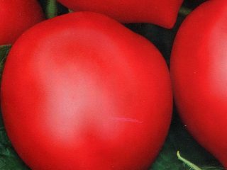 Hali-gali tomato: ulasan, foto, hasil