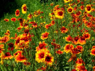 Gaillardia årlig - vokser fra frø + foto