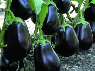 Munakoiso Clorinda F1