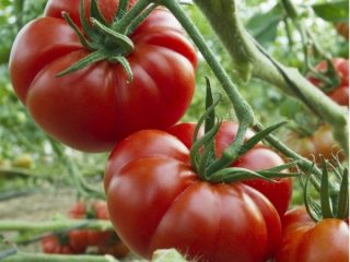 Tomāts Marmande: šķirnes raksturojums un apraksts