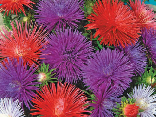 Jarum Aster Unicum mix - foto