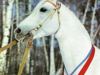 Orjola zirgu šķirne