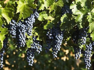 Cabernet Sauvignon -viinirypäleet