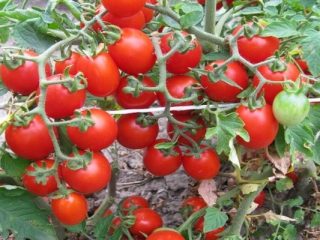 Tomat Thumbelina: anmeldelser, fotos, udbytte
