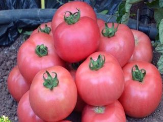 Tomaatti Tretyakovskie: lajikkeen kuvaus, saanto