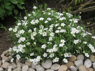 Gypsophila paniculata - kasvaa siemenistä