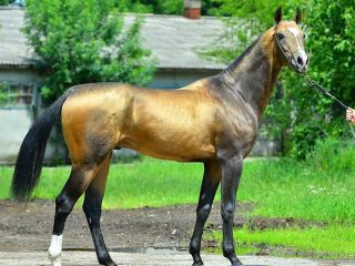 Akhal-Teke arklių veislė