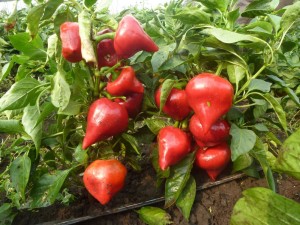 Pepper Lesya: kuvaus, saanto