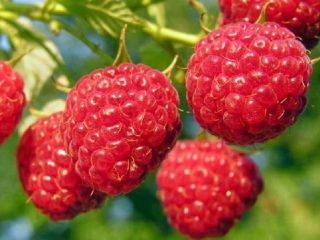 Raspberry Glen Ample