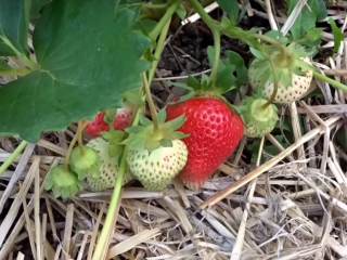 Symphony pelbagai strawberi