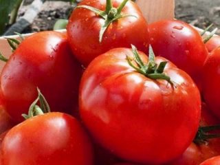 Tomato Lark F1: ulasan + foto