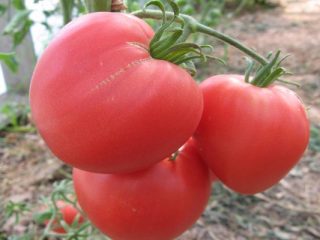 Tomato Loving Heart: ciri, hasil