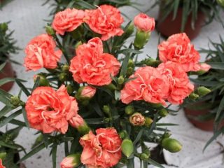 Have nellike Lilipot