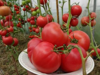 Tomato Malinovka: anmeldelser + bilder