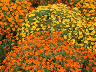 Marigold Mimimix