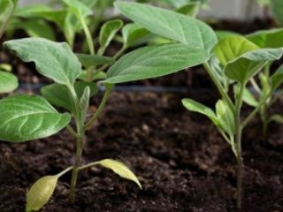 Ko sēt februārī stādiem