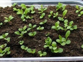 Aster berbentuk pion