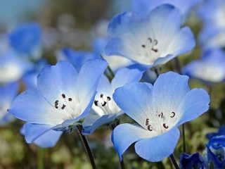 Voksende nemophila fra frø, hvornår de skal plantes
