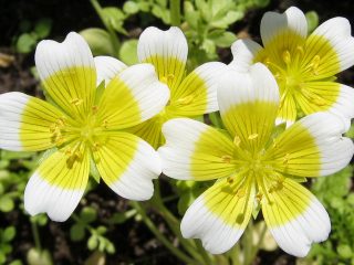Voksende limnanter fra frø, hvornår de skal plantes til kimplanter