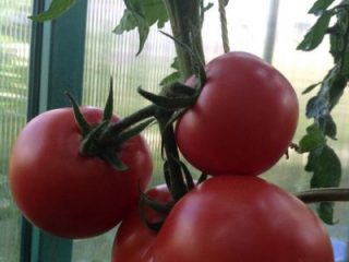 Tomato Major: ลักษณะและคำอธิบายของความหลากหลาย