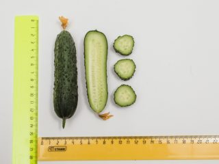 Agurk Gunnar F1: egenskaber, dyrkningsteknologi
