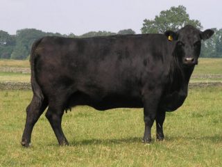 Lembu lembu