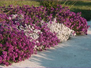 Grænse lavvoksende årlige blomster: foto og navn