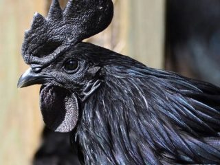 Svart kycklingras Ayam Tsemani