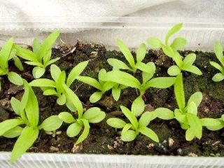 Såning af floks Drummond frøplanter