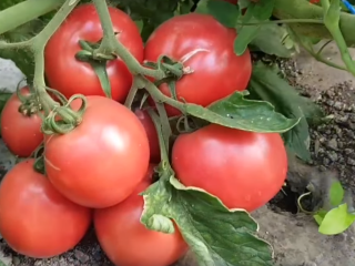 Tomaatti Pink Bush: lajikkeen ominaisuudet ja kuvaus