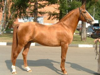 Dona zirgu šķirne