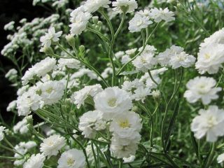 Gypsophila flerårig snefnug: plantning og pleje + foto