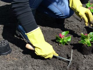Begonia Grandiflora: plantning og pleje