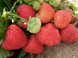 Fragola Vima Tarda