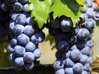 Tempranillo-rypäle