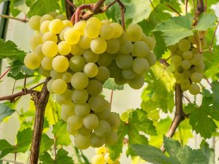 Vitigno Frumoasa Albe: recensioni e descrizione