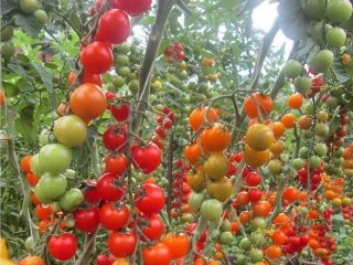 Tomato merah ceri: pelbagai penerangan, foto, ulasan