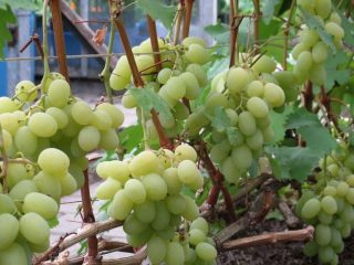 Bogatjanovska vīnogas