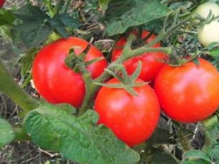 Tomato Snow Tale: keterangan, foto, ulasan