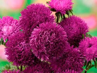 Sådan plantes asters med frø i åben grund