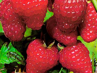 Raspberry Elegan
